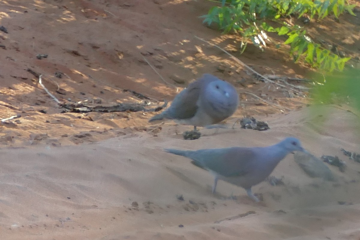 Pigeon de Madagascar - ML76644741