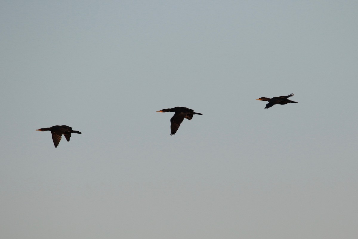Double-crested Cormorant - ML76647251