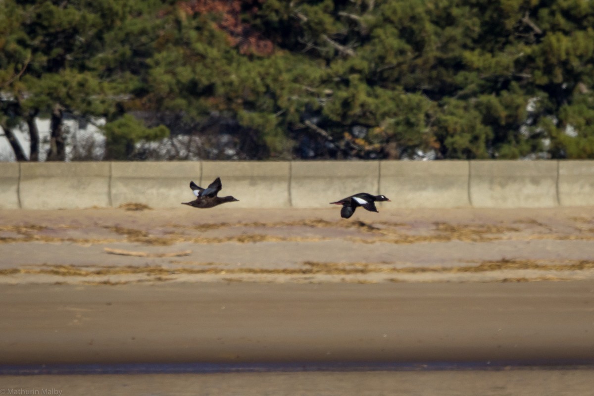 White-winged Scoter - ML76647301