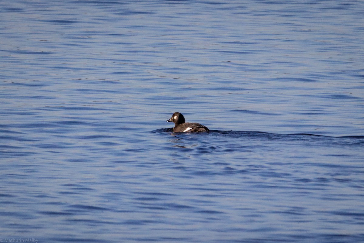 White-winged Scoter - ML76647311