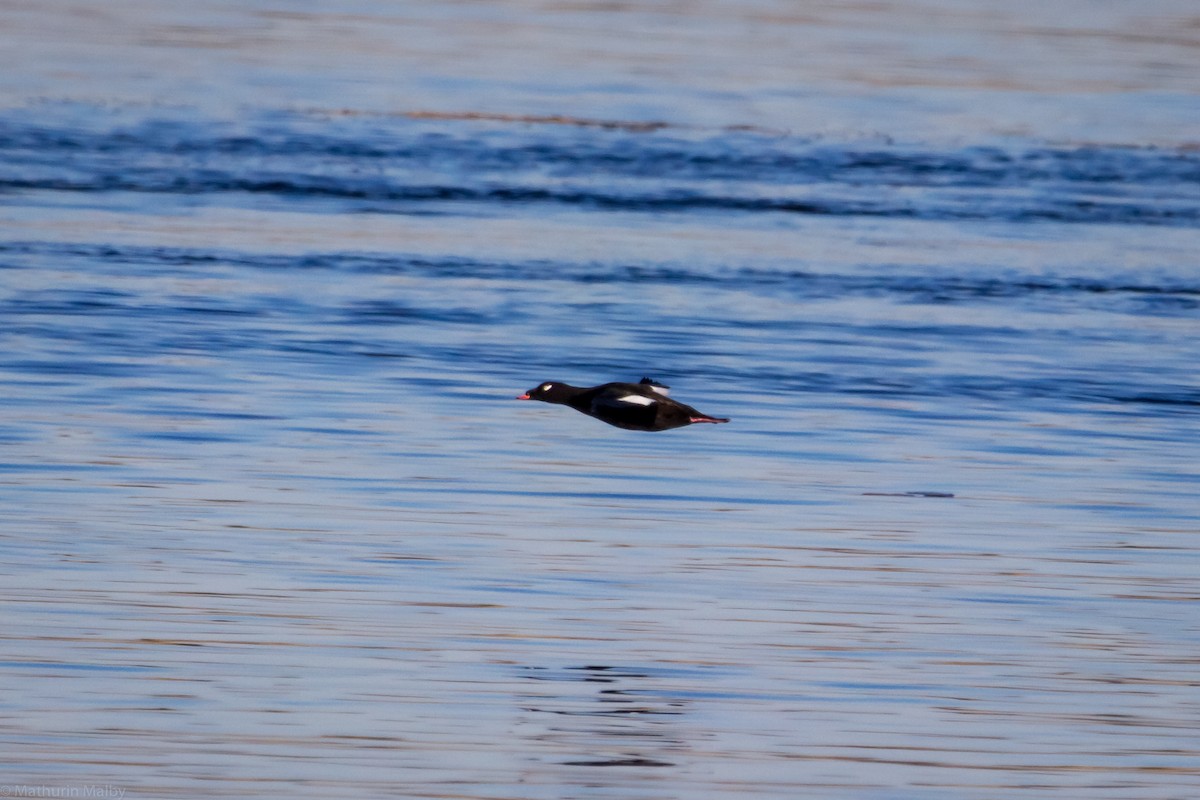 White-winged Scoter - ML76647321