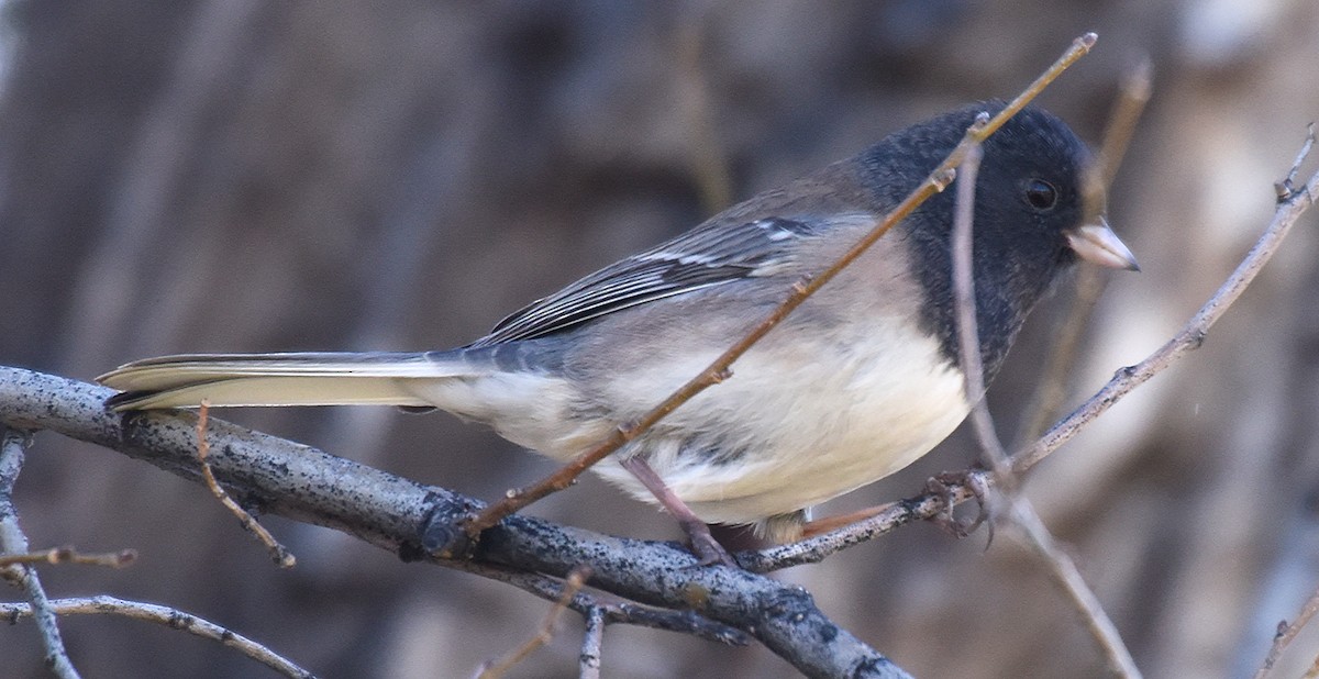 Dark-eyed Junco - ML76653361