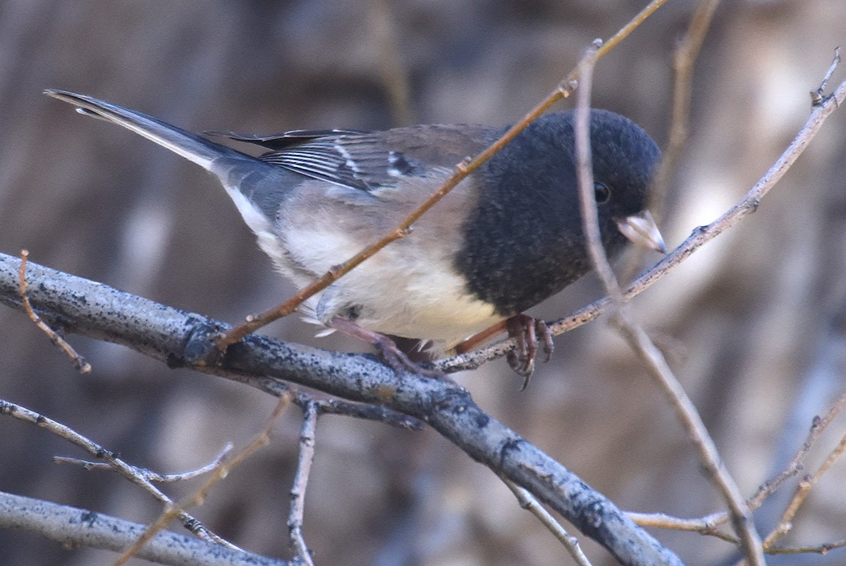 Dark-eyed Junco - ML76653371