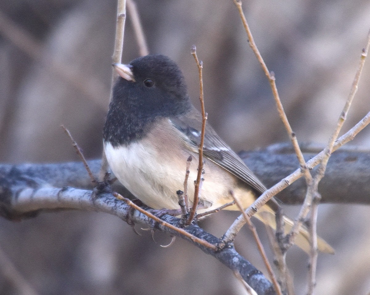 Dark-eyed Junco - ML76653381