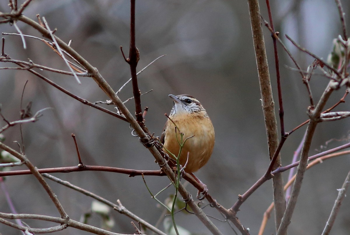 Carolina Wren - ML76654861