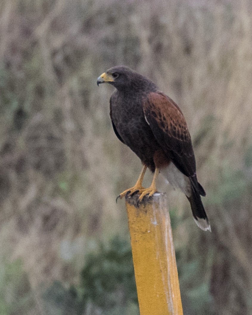 Harris's Hawk - ML76658441