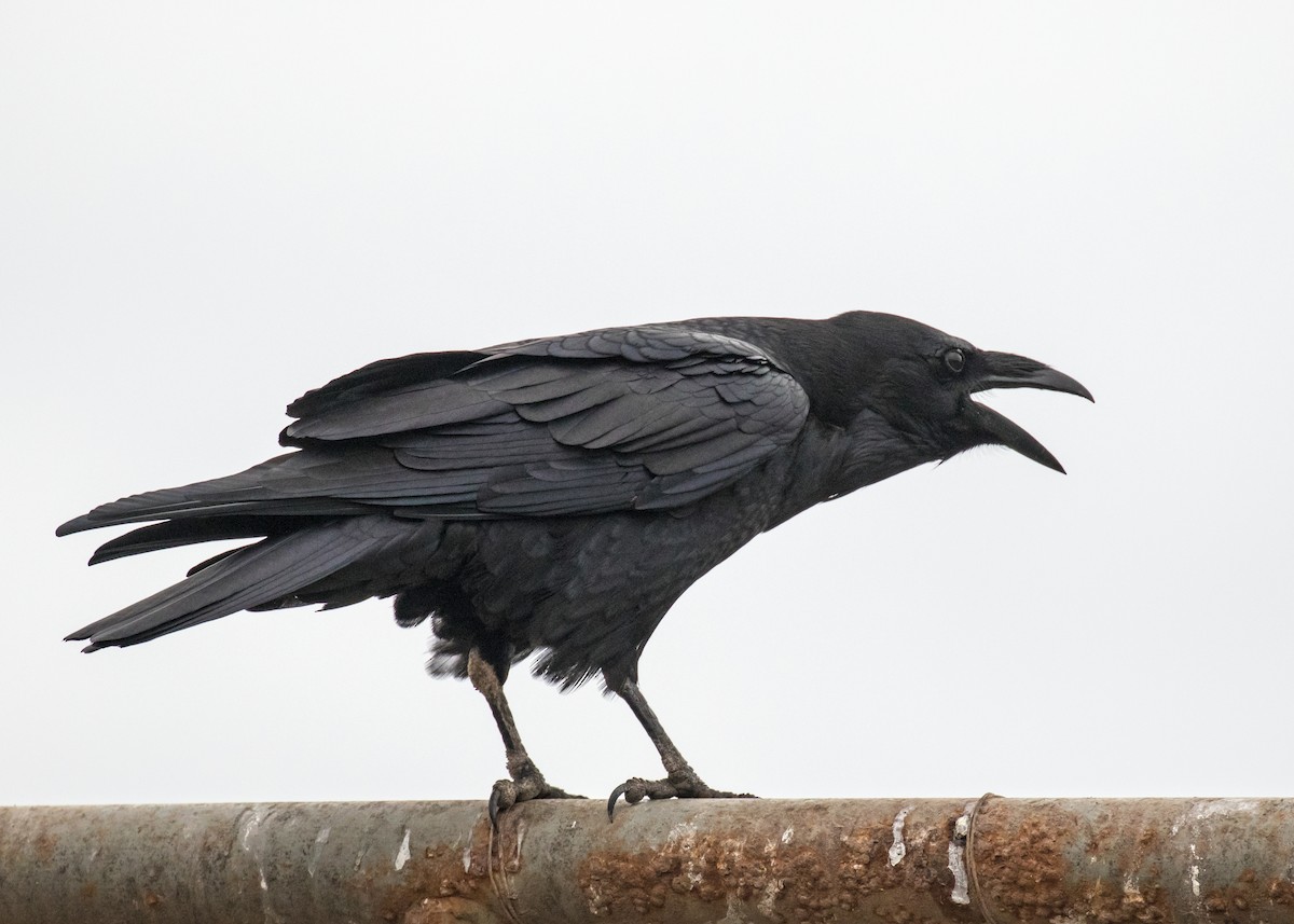 Chihuahuan Raven - ML76658561