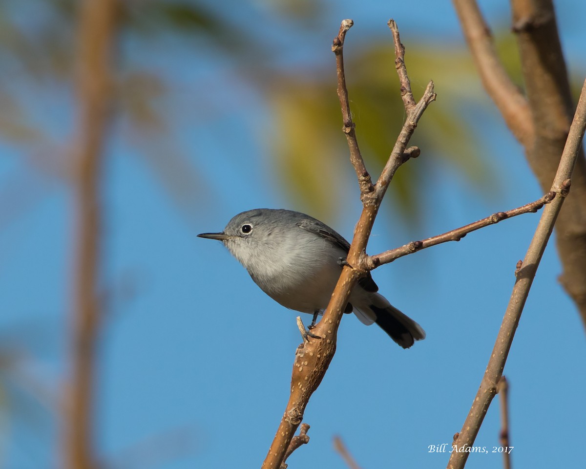 Blue-gray Gnatcatcher - ML76659561