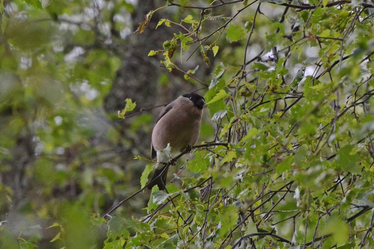 Eurasian Bullfinch - ML76659731