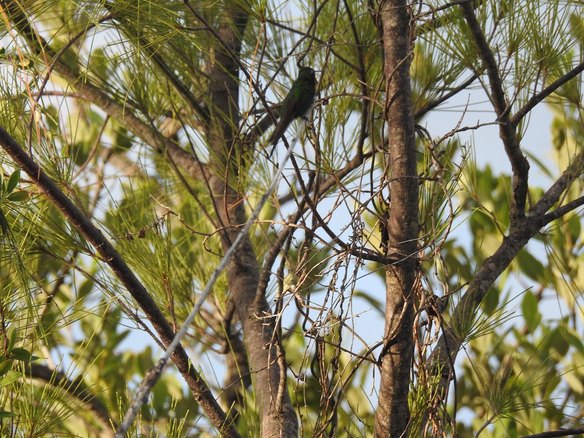 Cuban Emerald - elwood bracey