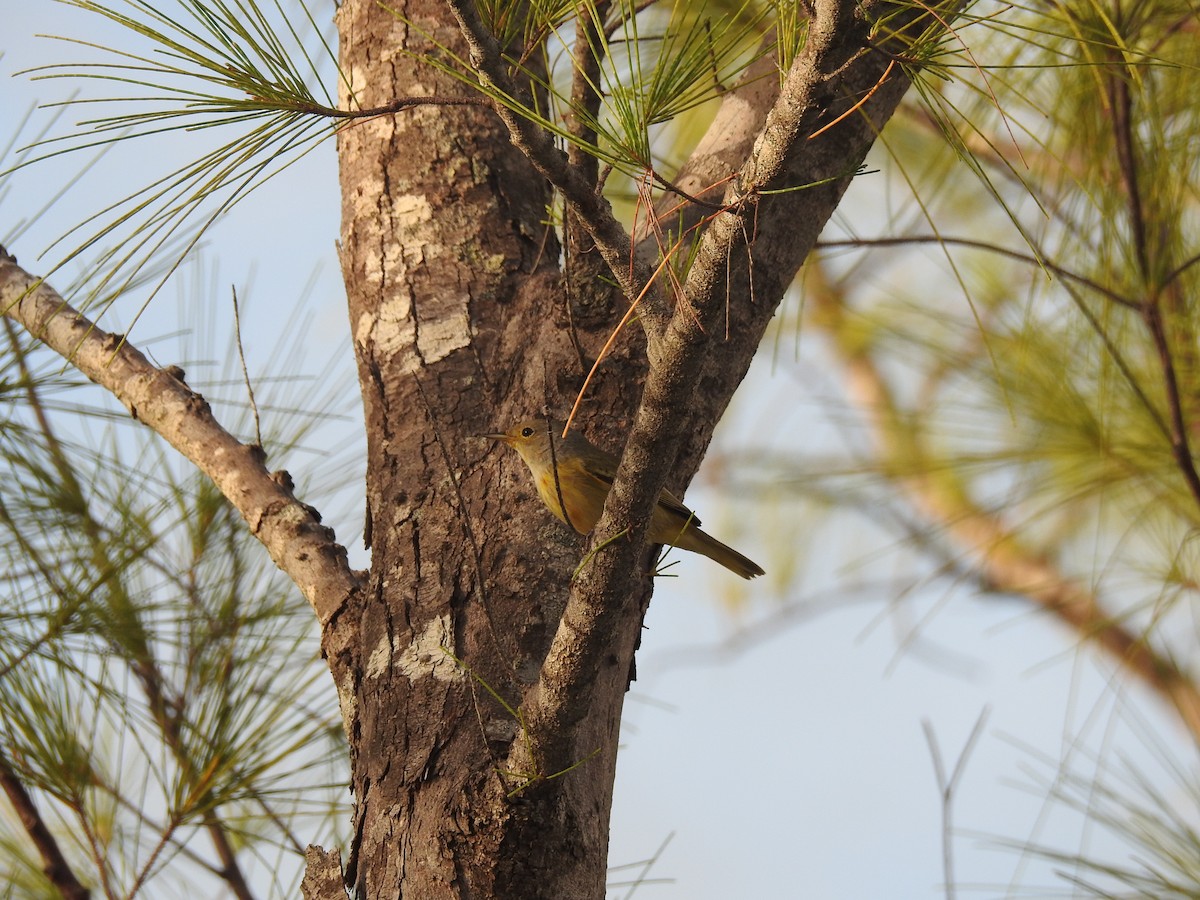 Paruline jaune - ML76659981