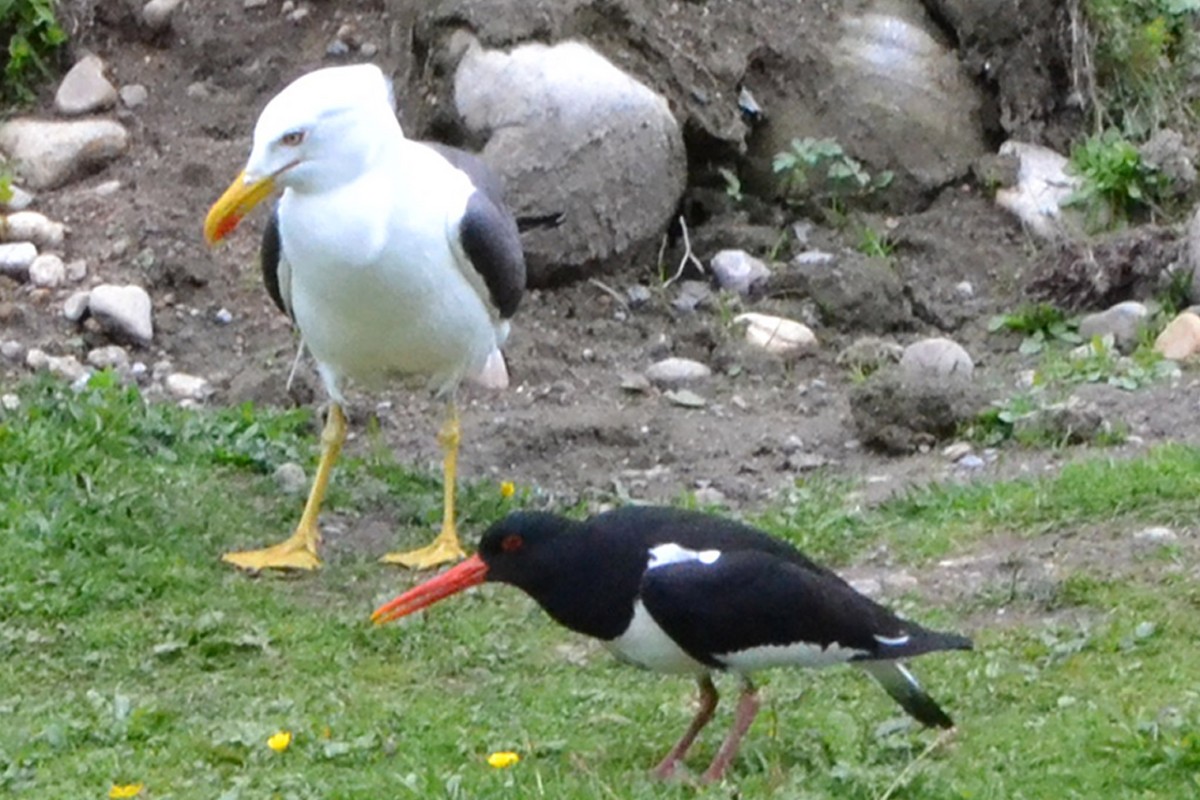 Eurasian Oystercatcher - ML76660221