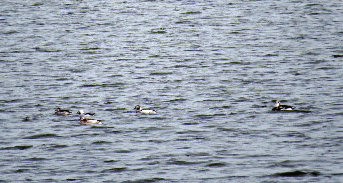 anatidé sp. (canard sp.) - ML76660371