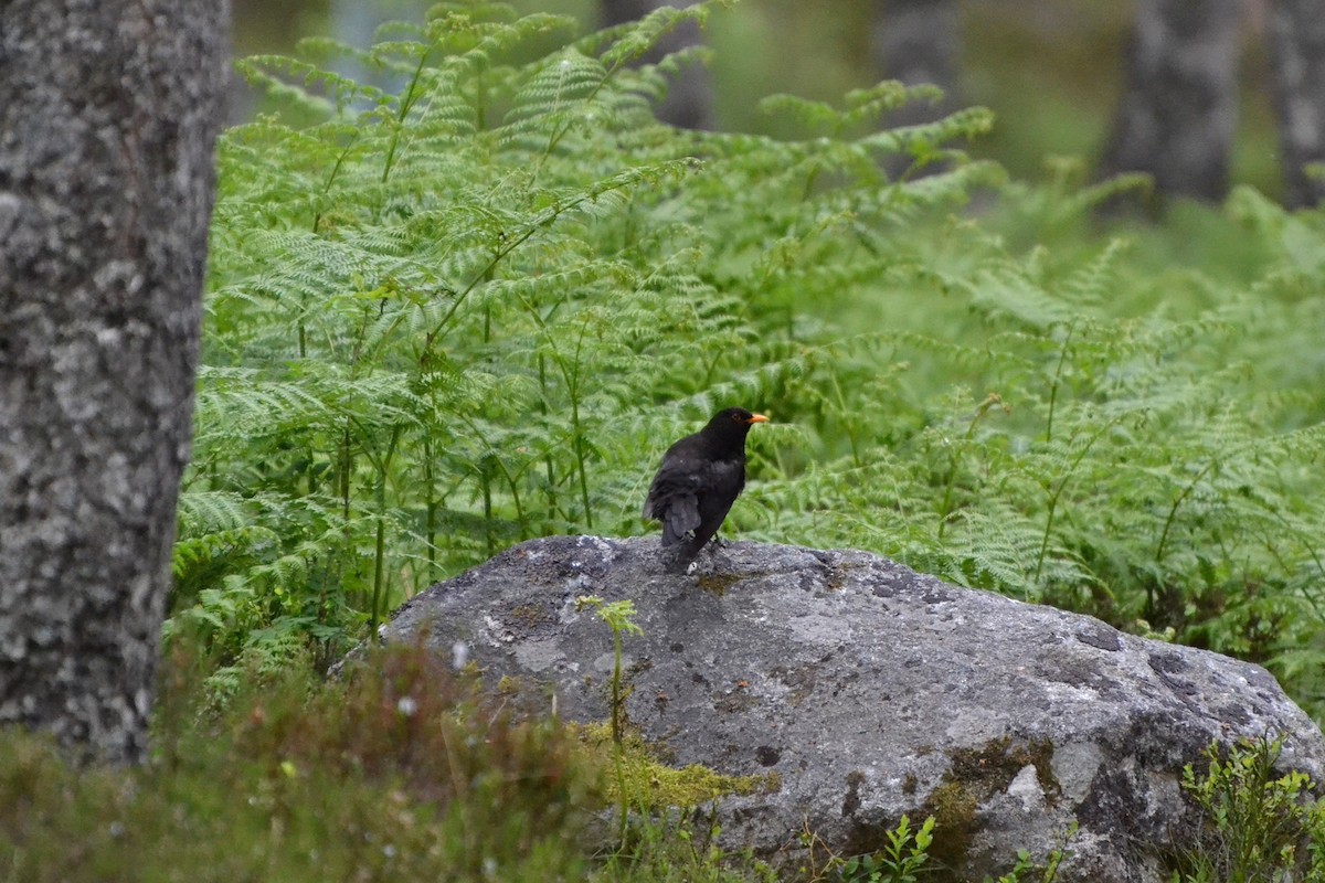 Amsel - ML76660411