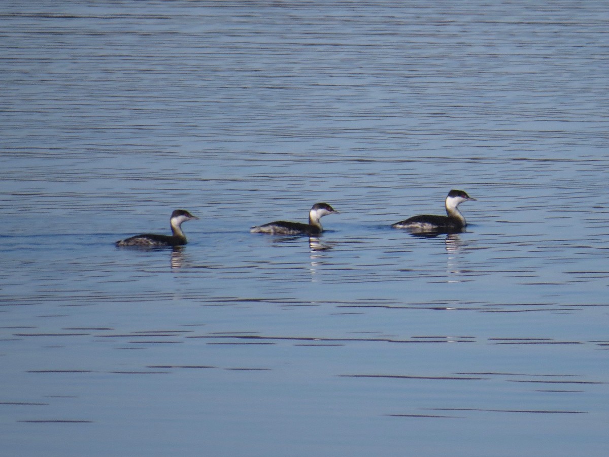 Horned Grebe - ML76660791
