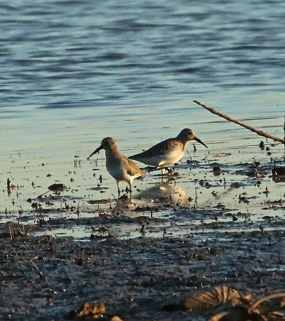 Dunlin - Charles Lyon