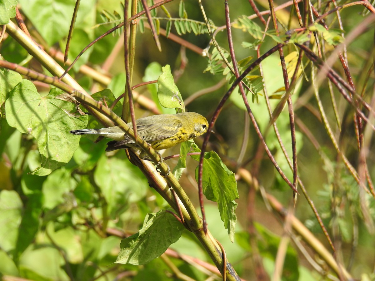 Prairie Warbler - ML76663431