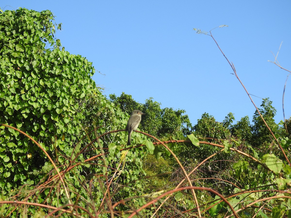 Cuban Pewee - ML76663441