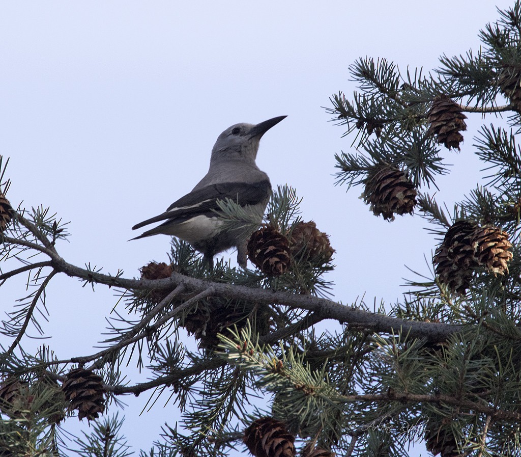 Clark's Nutcracker - ML76663571