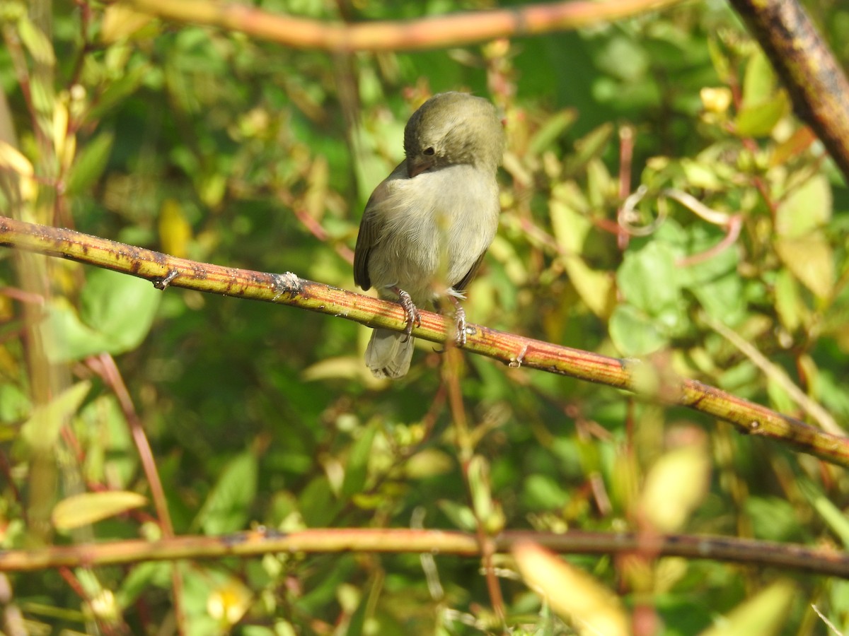 Black-faced Grassquit - ML76663671