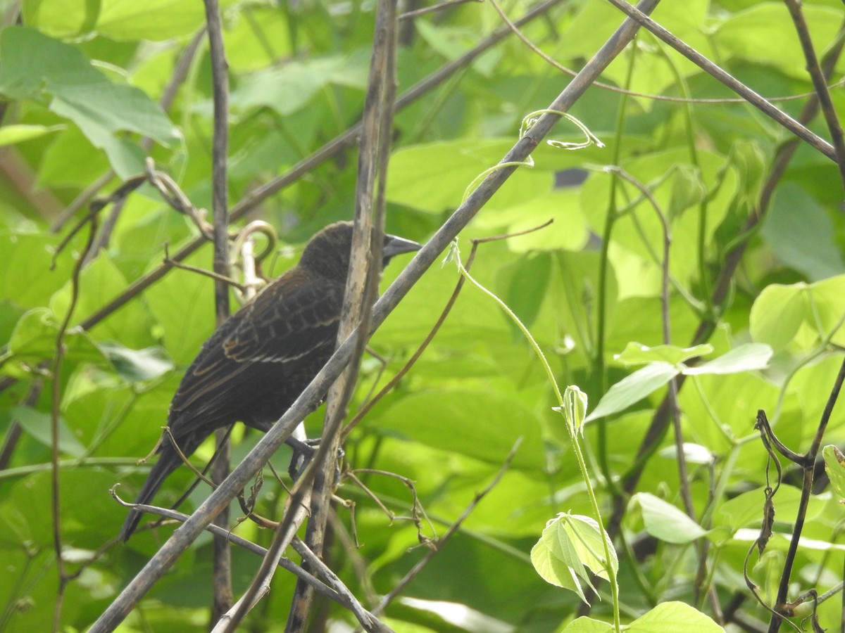 Red-winged Blackbird - ML76663991