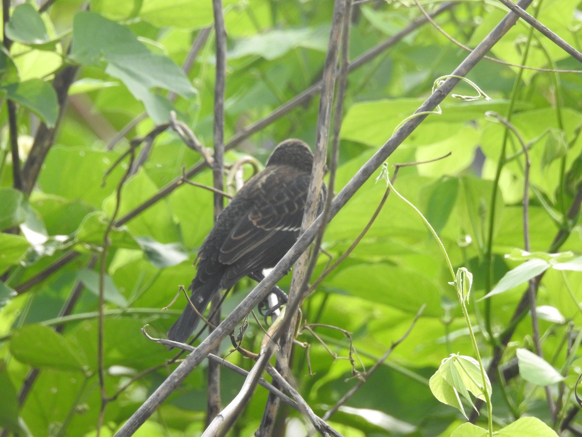 Red-winged Blackbird - ML76664001