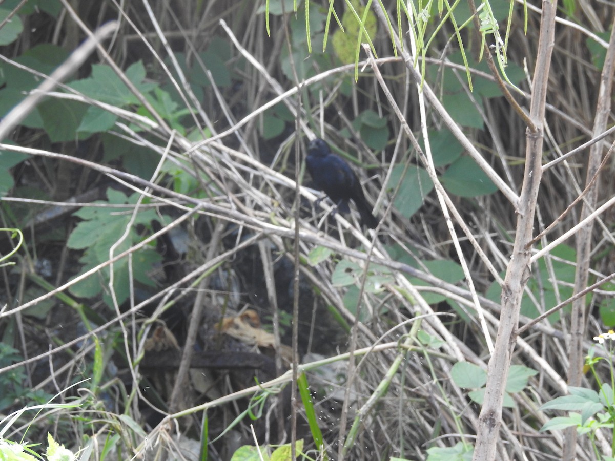 Red-winged Blackbird - ML76664091