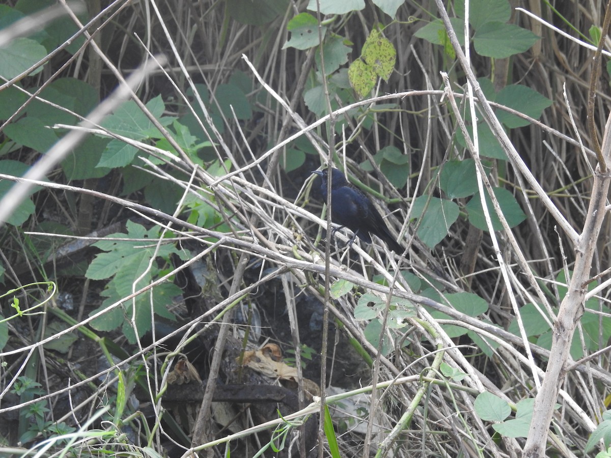 Red-winged Blackbird - ML76664101