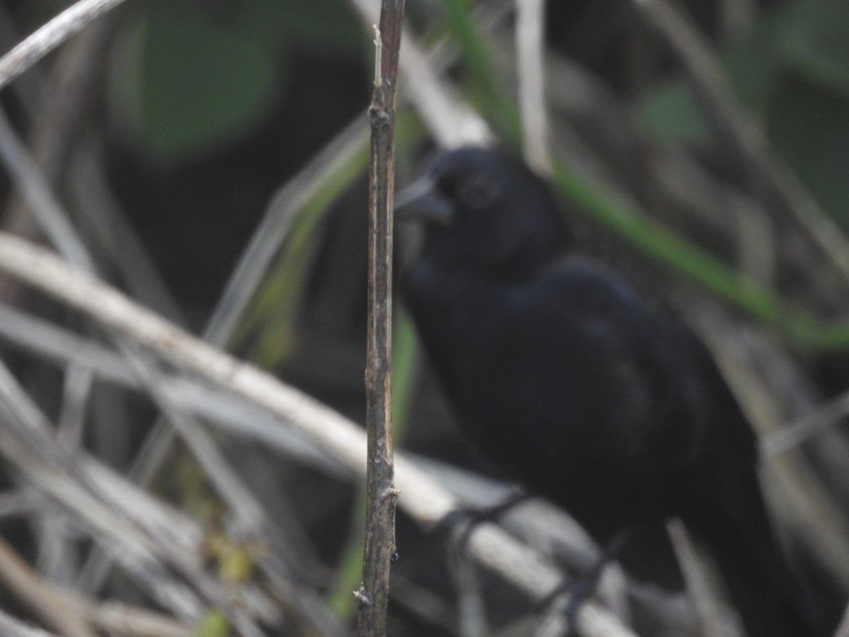 Red-winged Blackbird - ML76664111