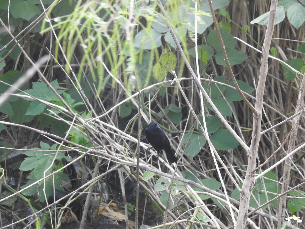 Red-winged Blackbird - ML76664131