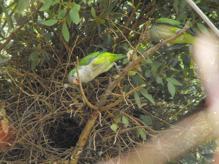 Monk Parakeet - ML76665721