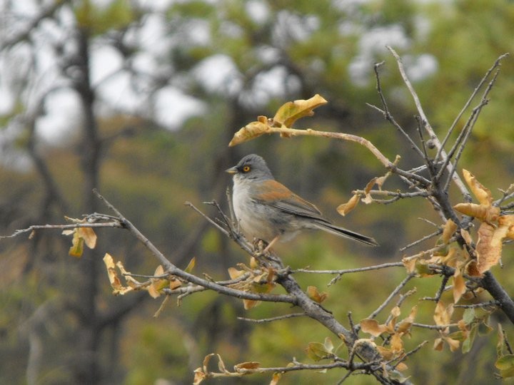 Yellow-eyed Junco - ML76665951