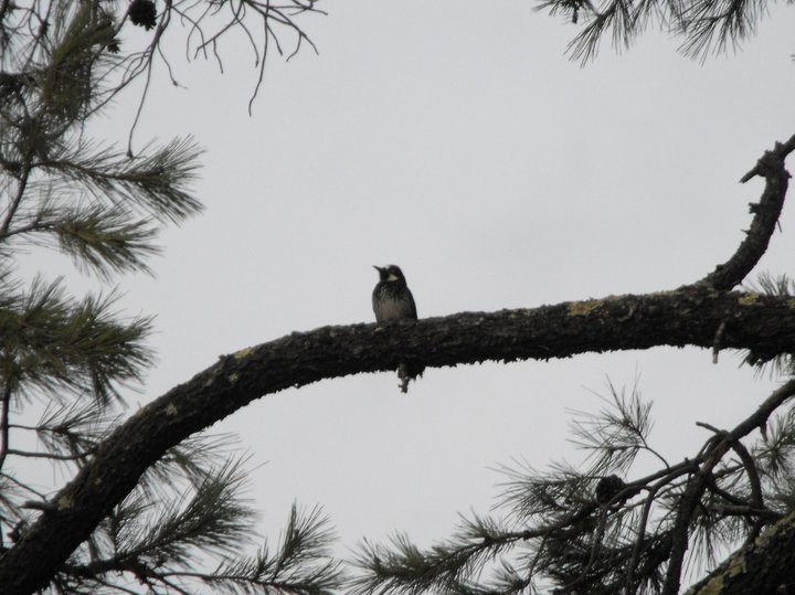 Acorn Woodpecker - ML76666021