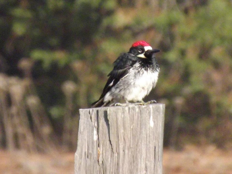 Acorn Woodpecker - ML76666491