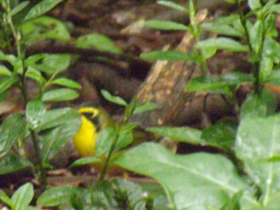 Kentucky Warbler - Adrianh Martinez-Orozco