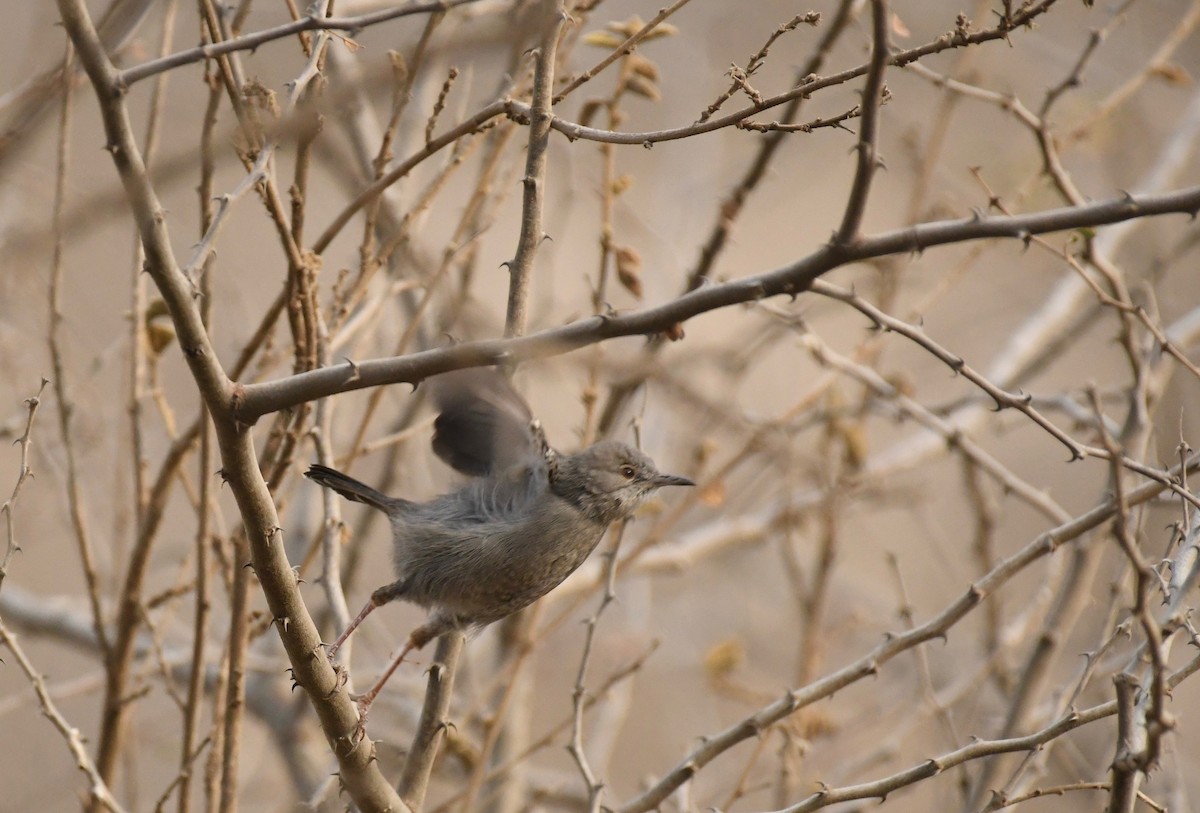 Gray Wren-Warbler - ML76666911