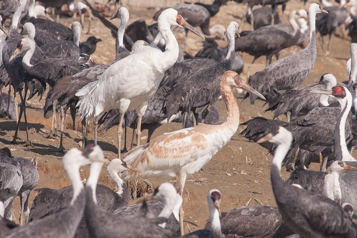 Kurrilo siberiarra - ML76667371