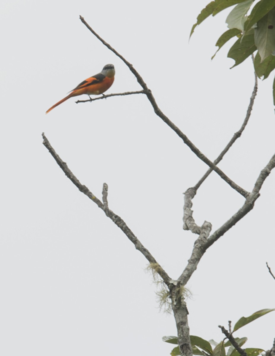 Gray-chinned Minivet (Gray-chinned) - ML76667621