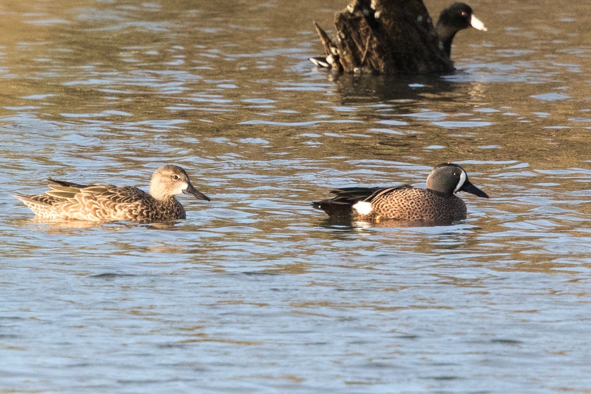 Blue-winged Teal - Garrett Lau