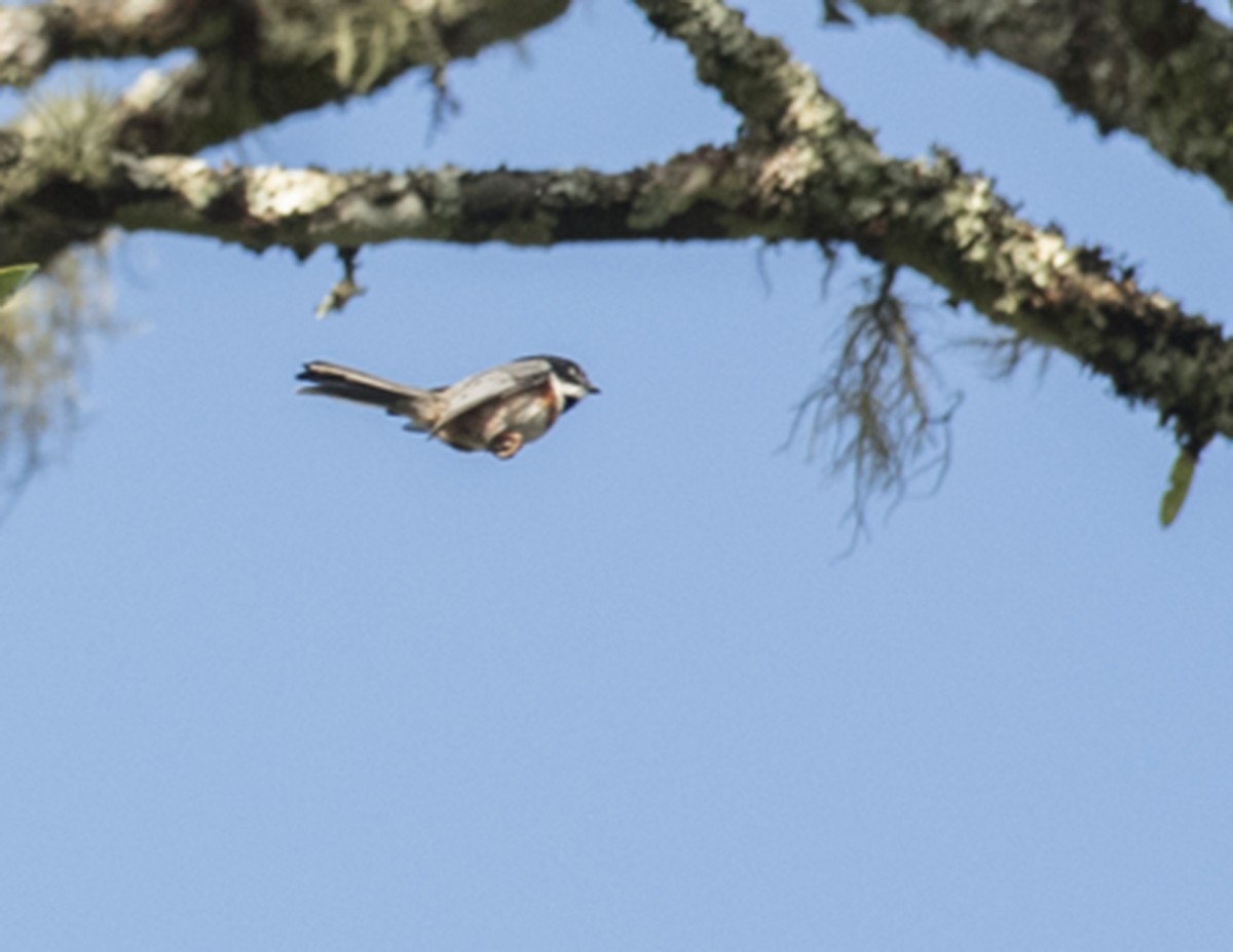 Black-throated Tit - ML76667801