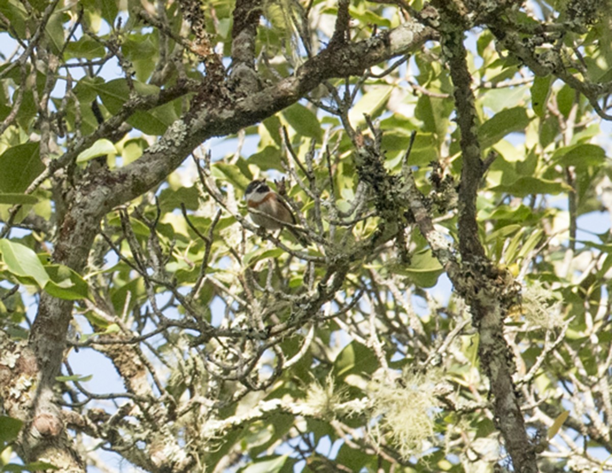 Black-throated Tit - Ken Langelier