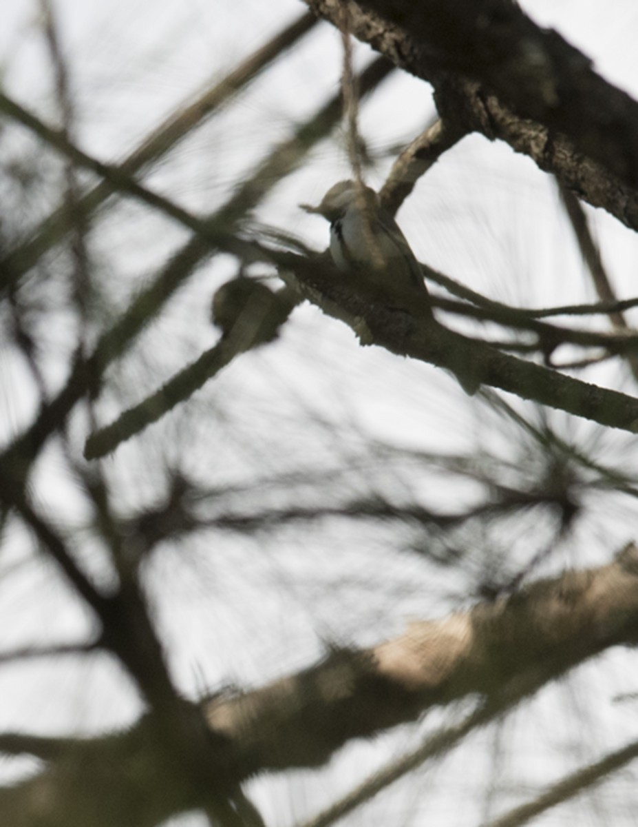 Japanese Tit - ML76667841