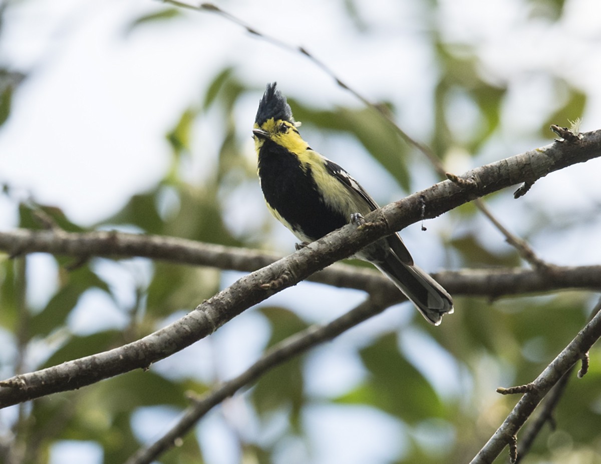 Yellow-cheeked Tit - ML76667991