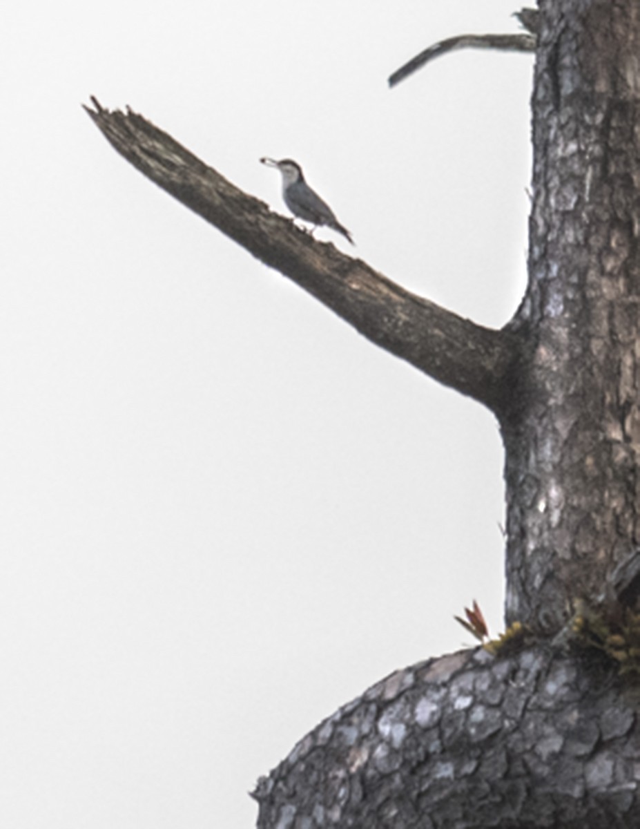 Giant Nuthatch - ML76668101