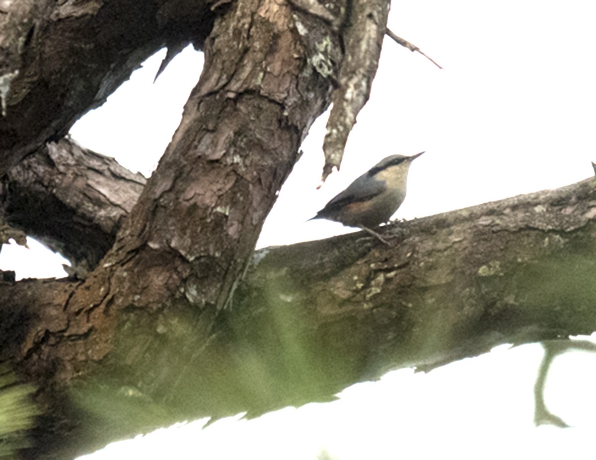 Chestnut-vented Nuthatch - ML76668111