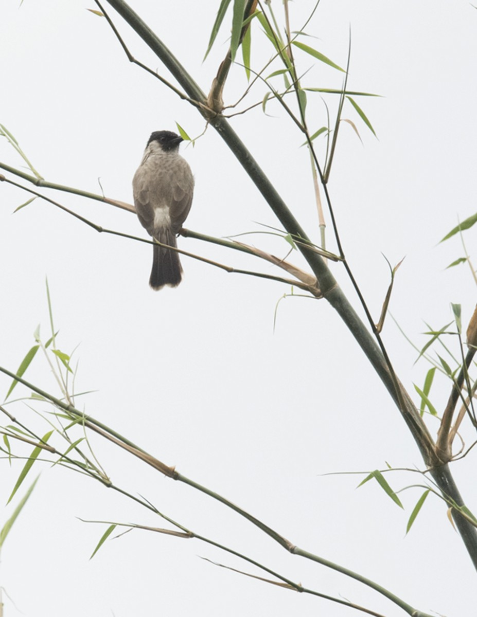 Sooty-headed Bulbul - ML76668151