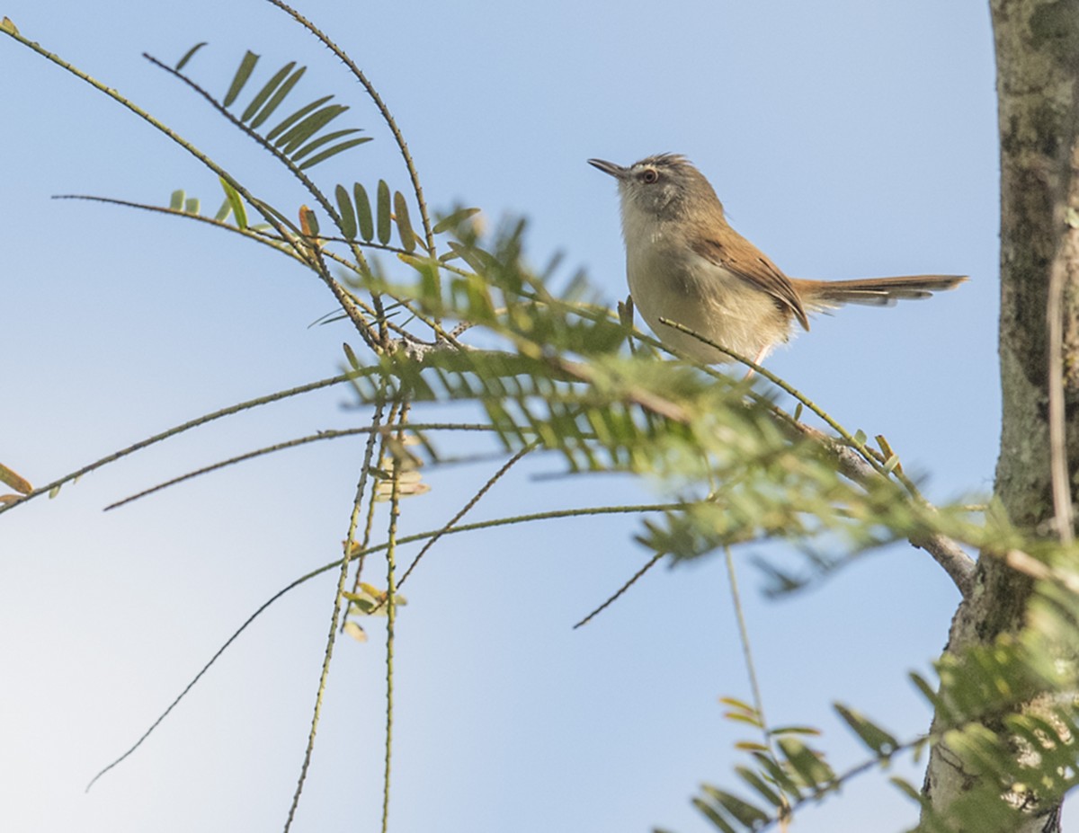 Rufescent Prinia - Ken Langelier