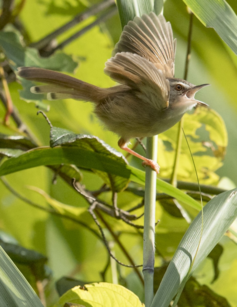 Rufescent Prinia - ML76668341