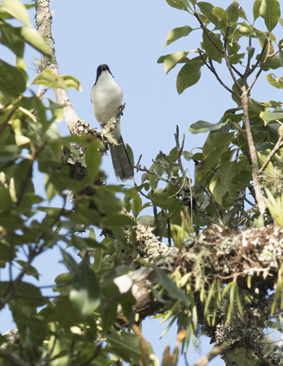 Black-backed Sibia - Ken Langelier