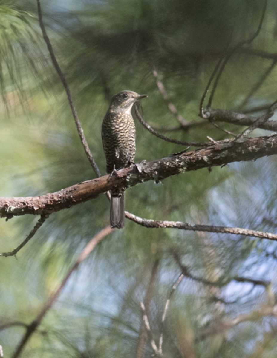 Chestnut-bellied Rock-Thrush - ML76668851